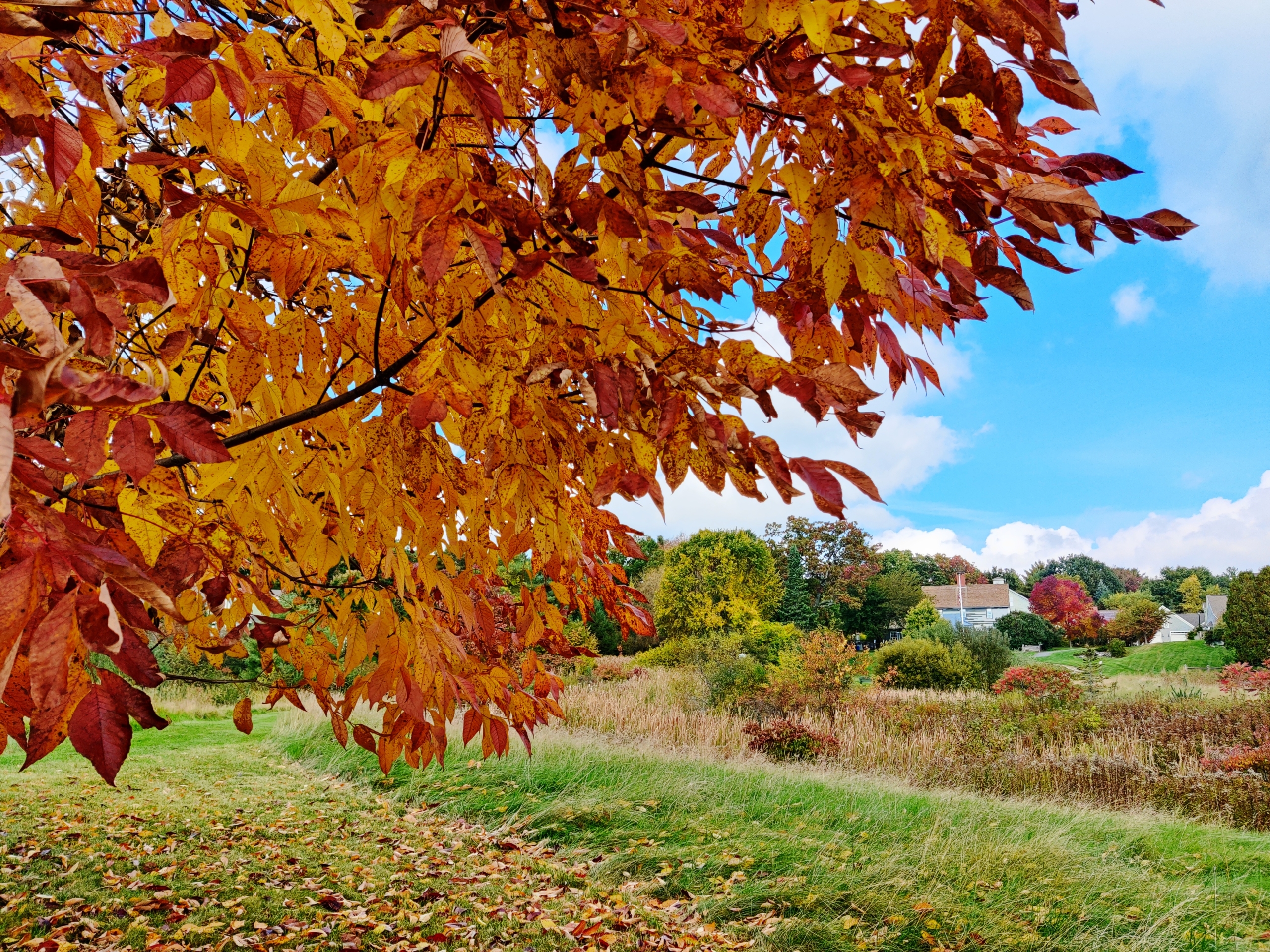 Conservation Area Fall Colors