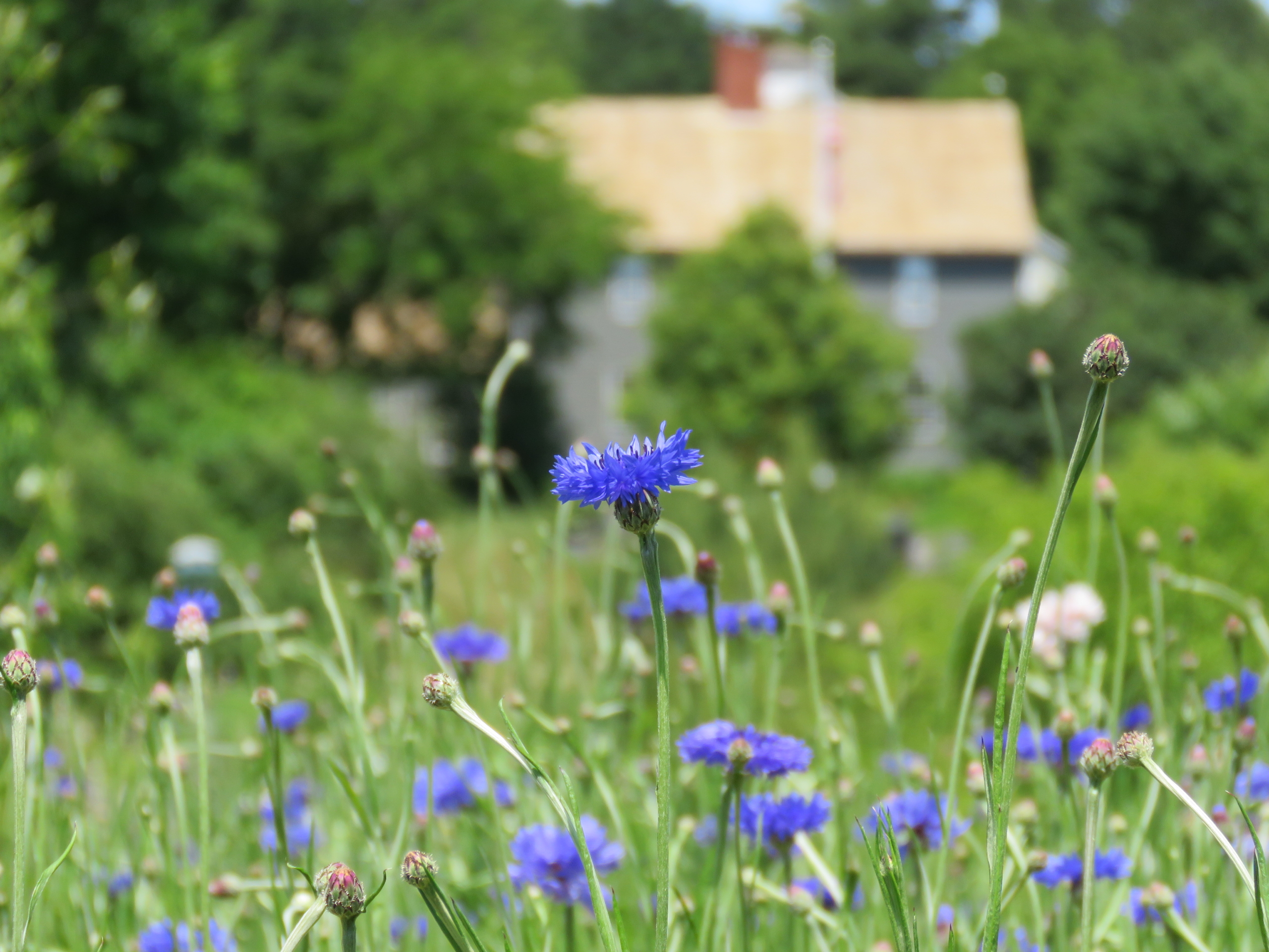 Blue-Flowers-Close-Up-in-